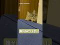 誰か猫の無限ループを止めて…