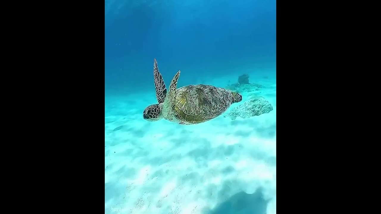 Amazing Underwater Adventure Sea Turtles In Okinawa YouTube Amazing Underwater Adventure Sea Turtles In Okinawa YouTube
