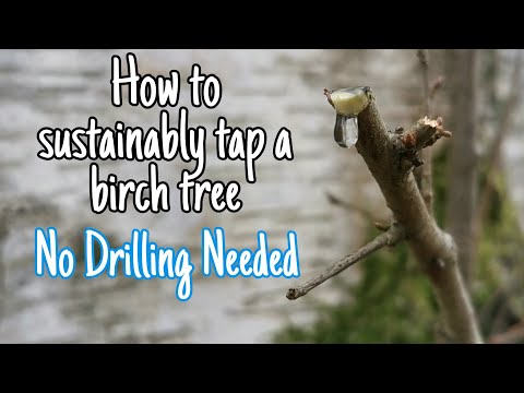 How To Sustainably Tap a Birch Tree - No Drill or Risk To The tree