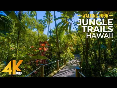 4K Sunny Day Walk in a Tropical Forest - Jungle Trails of Hawaii Tropical Botanical Garden