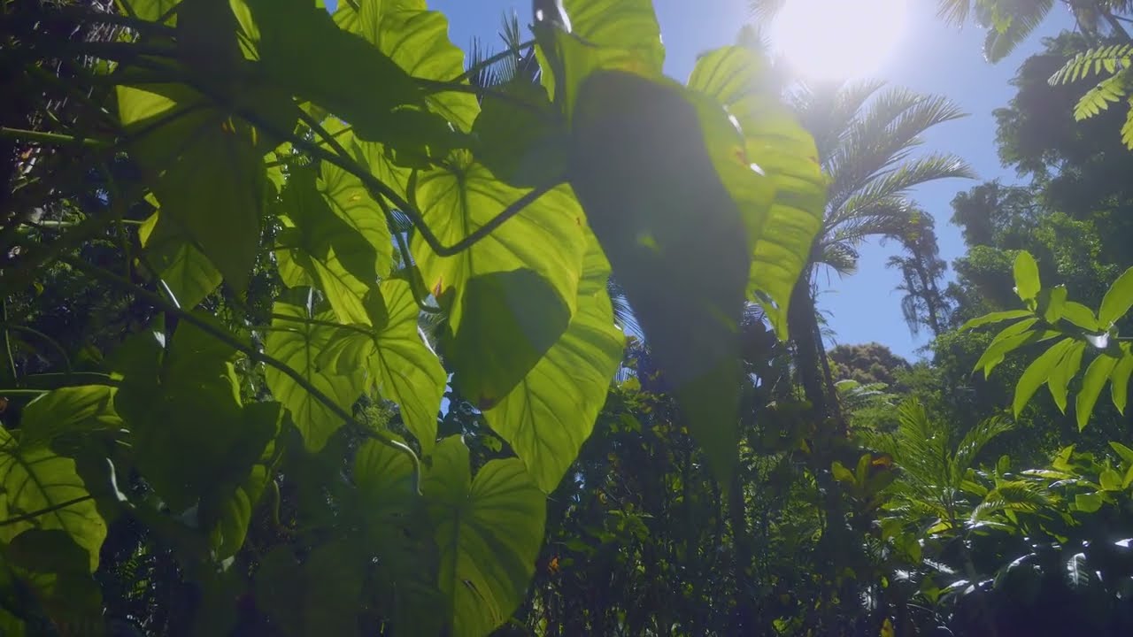 View from Tropical Forest Trails in Hawaii