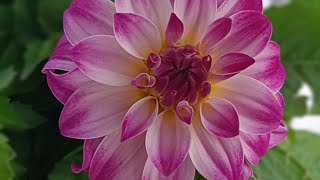 🥀💞🥀ÖZCAN  ÇİÇEKÇİLİK Bir sepet çiçek aldım sizin içinde çektim