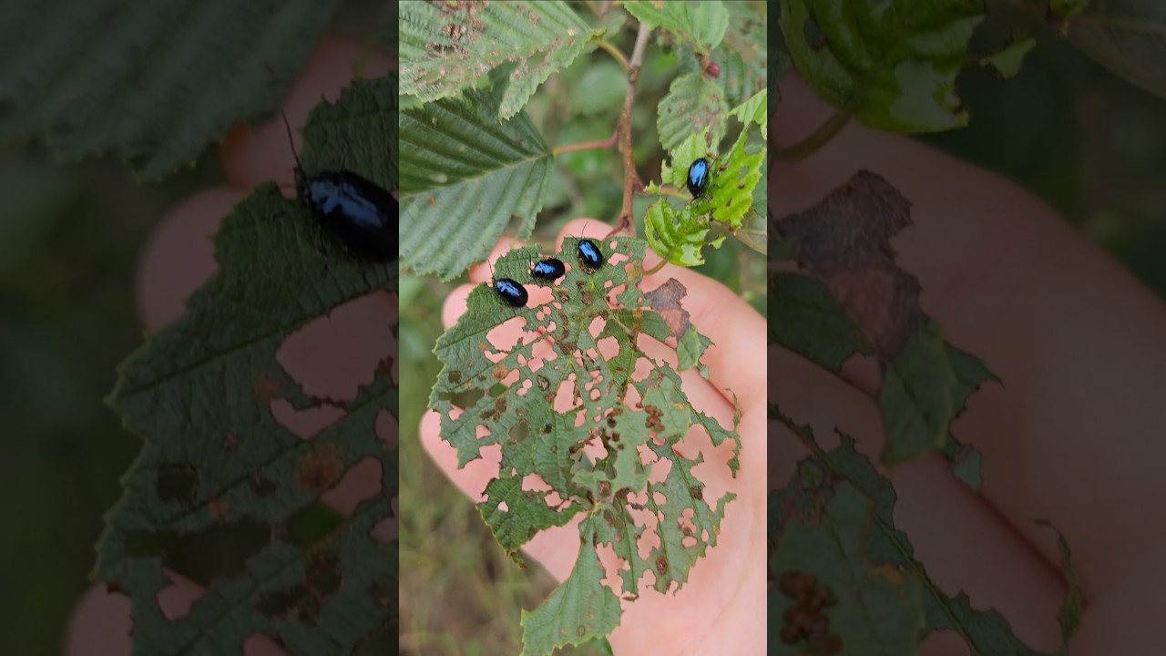The alder leaf beetle / Alkšņu zilais lapgrauzis (Agelastica alni) 