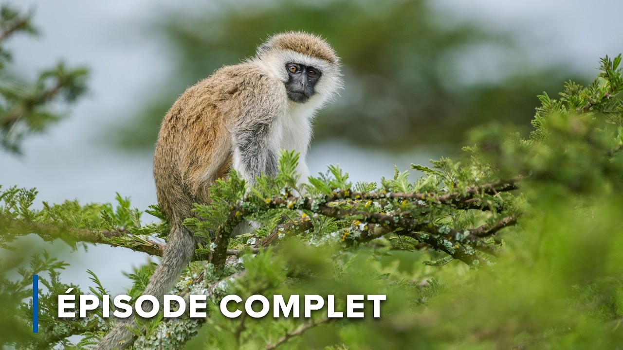 Barrière de lances et jardins dans les nuages | Les royaumes cachés d’Afrique 101 + 102