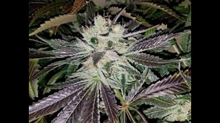Humboldt Seeds Sugar Breath 2