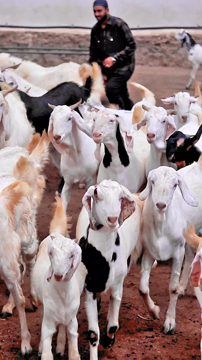 Bakra Mandi 2024 #bakraeid #bakraeid2024 #bakraeidspecial #bakra #goats #trending #biggoats