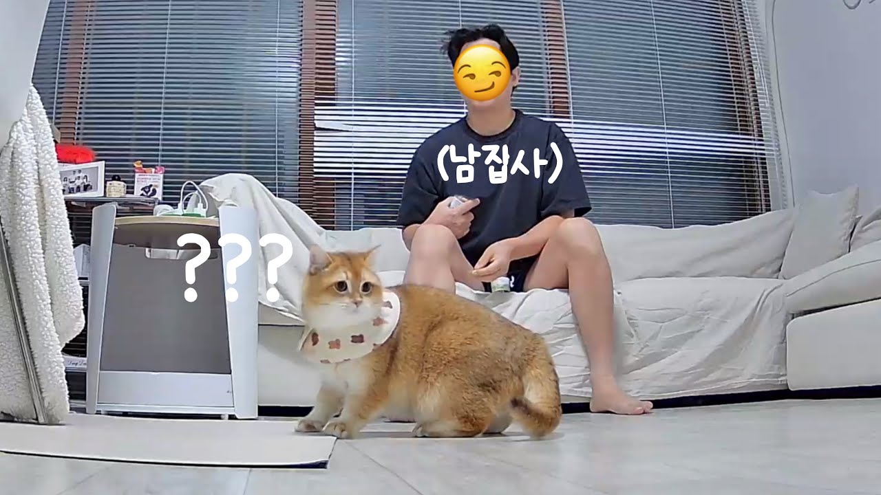 찐친된 고양이와 남집사의 꽁냥꽁냥 일상 (🐱VS🙋🏻‍♂️)  | 누워만 있는 고양이 브이로그