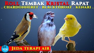 MASTER  3 chardonneret, blackthroat,  kenari  Jeda terapi air  |  Roll tembak rapat kristal Jernih