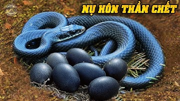 🔥Rắn Taipan Nội Địa - Loài rắn độc bí ẩn và nguy hiểm nhất trên thế giới |Thế giới động vật hoang dã