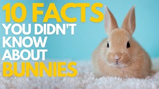 10 FACTS you didn't know about BUNNIES
