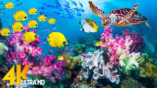 Stunning 4K Underwater Wonders + Relaxing Music - Coral Reefs, Fish & Colorful Sea Life