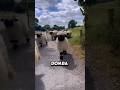 shaun the sheep didunia nyata namanya valais blacknose cr:@bopeep_valaisblacknose #domba #shortviral