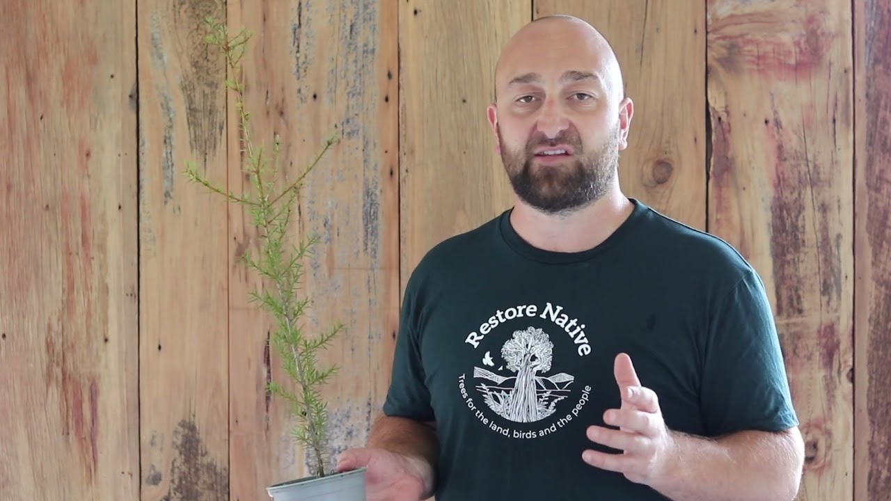 Totara - Restore Native Plant Nursery