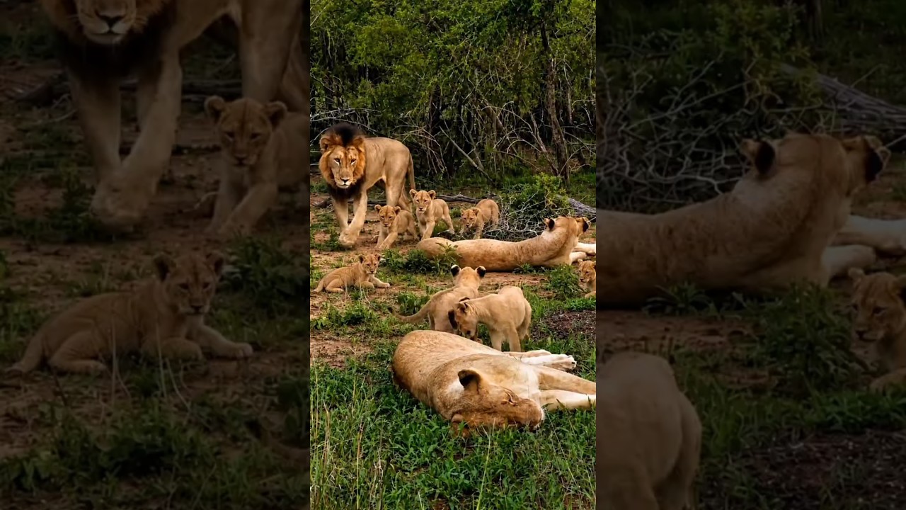 Father and Mother Lion Raising Their Cubs Together - Tshaba Pride