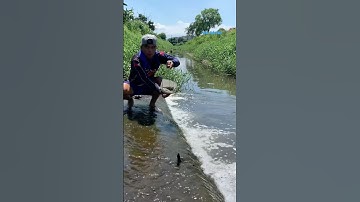 Cá Lớn - dùng vợt nhỏ bắt Cá Rô Phi 😱 #khacthuyvlogg