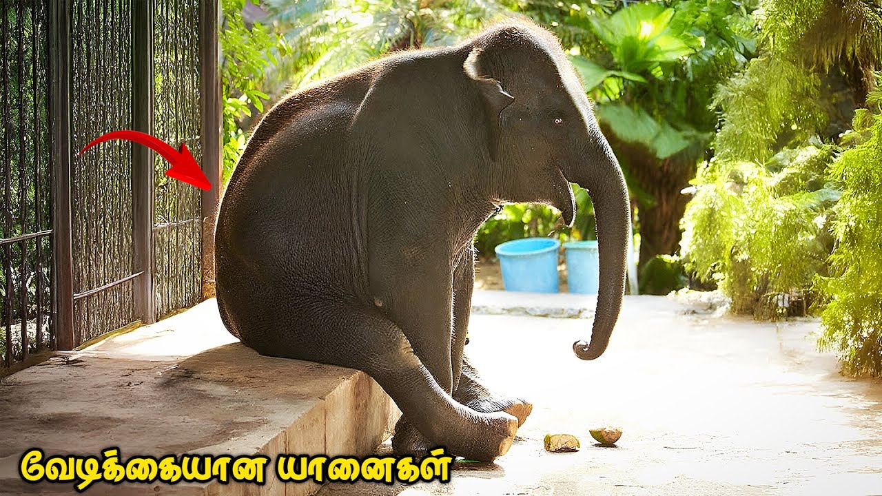 யானைகளின் வேடிக்கையான சம்பவங்கள் | When Elephants Act Like Comedians | AVO