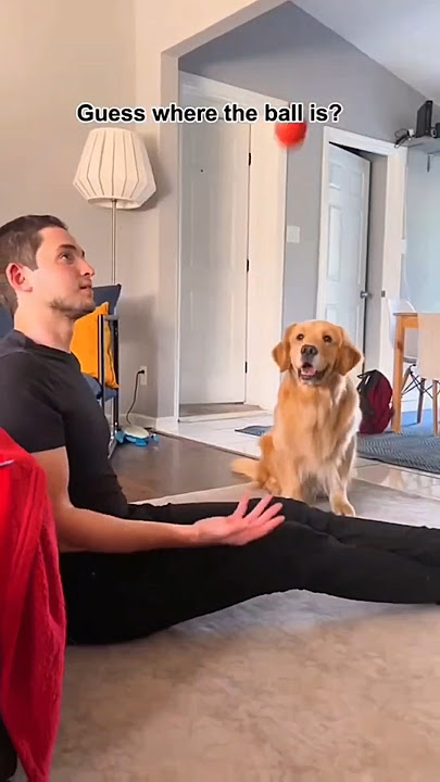 Dogs being idiots part 213: Prank your dog 🤣🐕 #funnydog #funnypet #cutedog #dog #pets #shorts