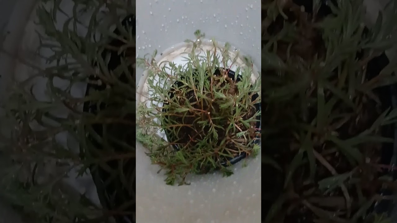 thande pani se nah a liya # 9bajiya plant # plant  shower