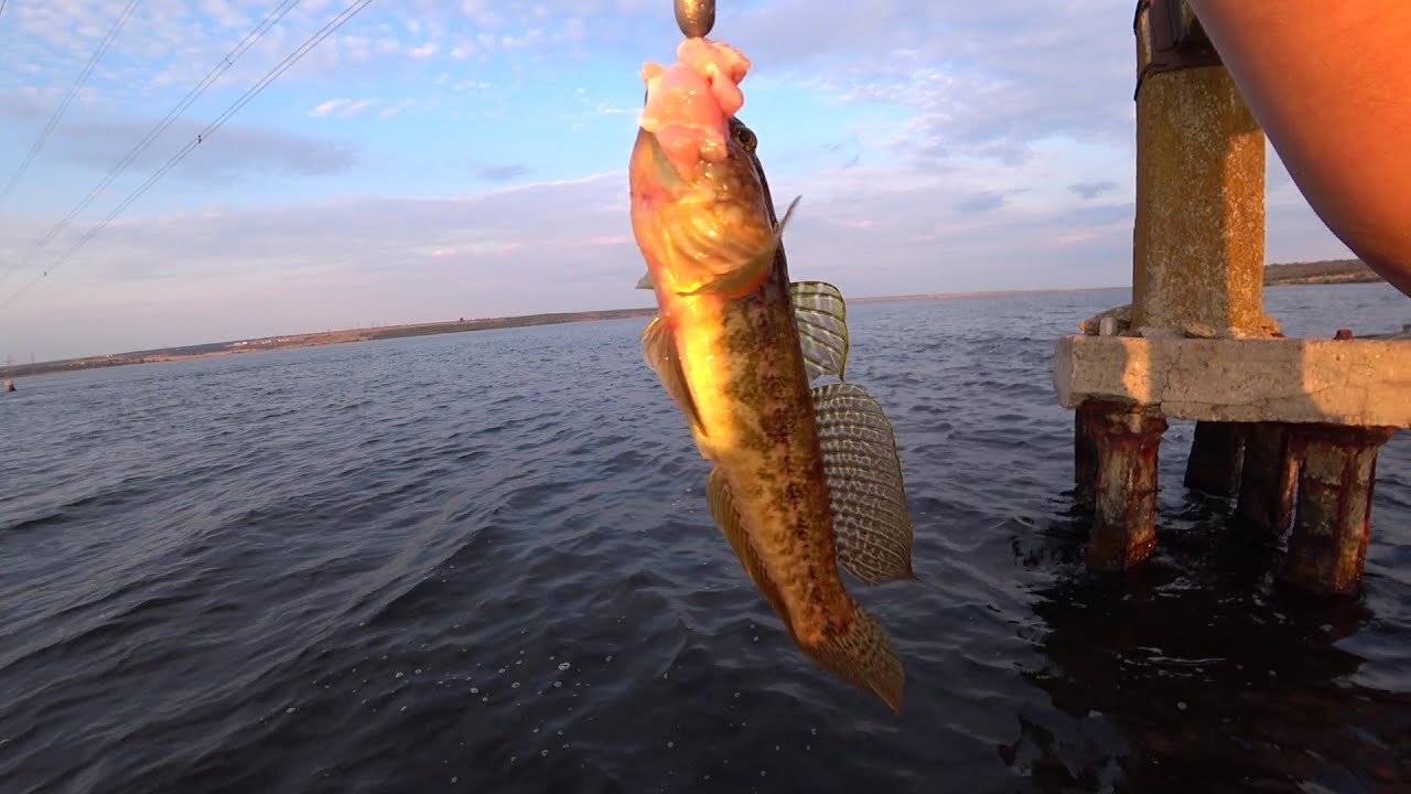 Тилігульський лиман, ловим бичка зеленчака.