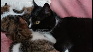 Cats grooming each other