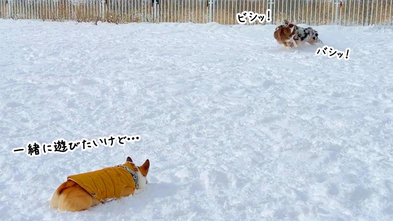 初めて大型犬の迫力を目の当たりにした犬【オーストリアンシェパード】
