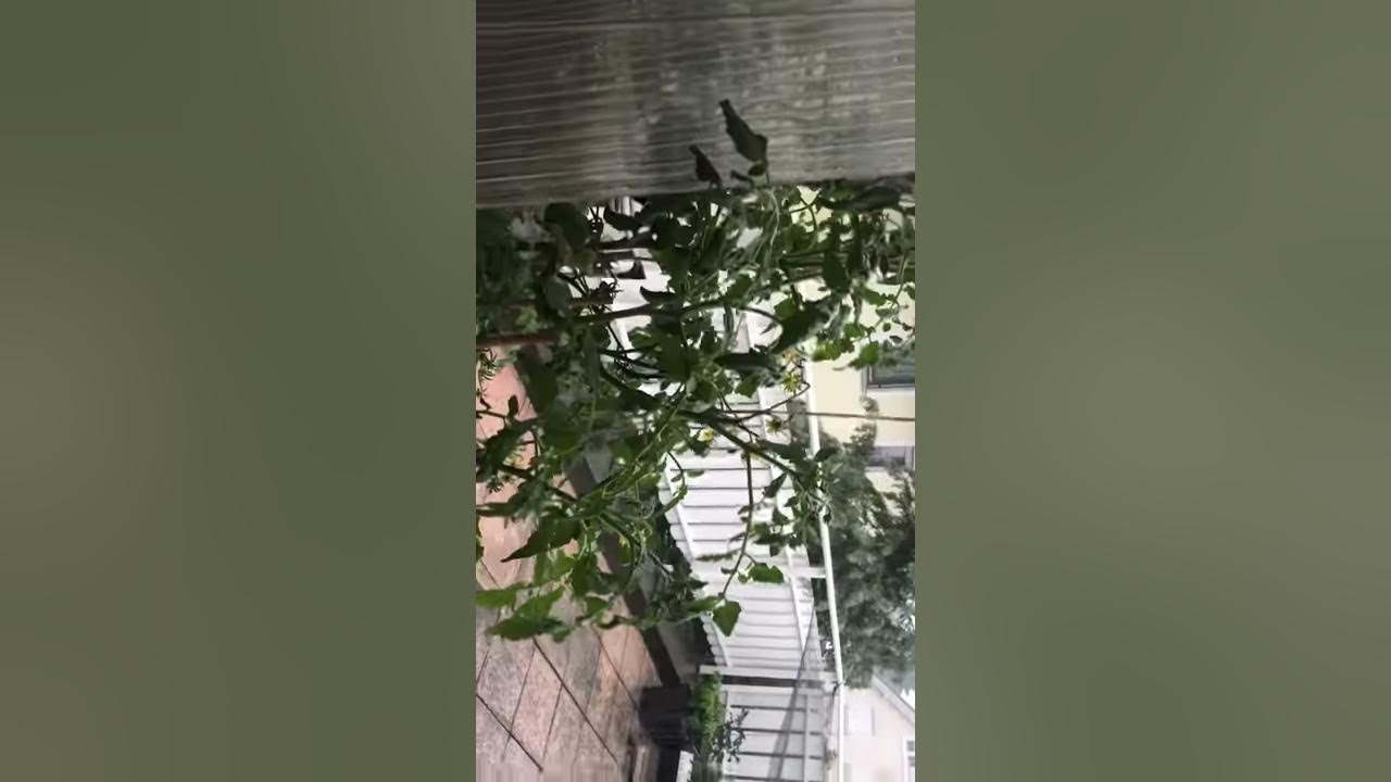 youtu.be