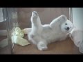 Cute Bear Cubs 🐻 Funny Baby Bears Playing [Funny Pets]