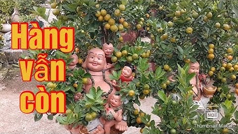 quất cảnh,quất tết 2021 - 2022