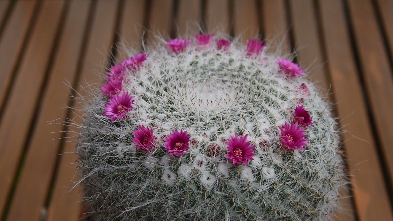 Mammillaria hahniana care June 2021