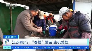 [正点财经]江苏泰州：“春播”蟹苗 生机勃勃| 财经风云
