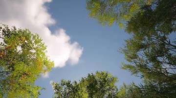 Sunny Forest Stream in Unreal Engine 5 | 3D Environment Showcase