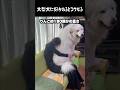 人間サイズの犬に好かれるとこうなる #グレートピレニーズ #大型犬 #愛犬 #かわいい犬 #greatpyrenees