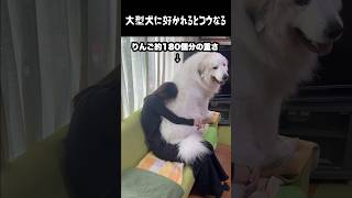 人間サイズの犬に好かれるとこうなる　#グレートピレニーズ #大型犬 #愛犬 #かわいい犬 #greatpyrenees