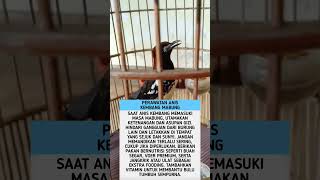 Download Lagu Perawatan Anis Kembang Mabung #burung #kicaumania #burungkicau MP3