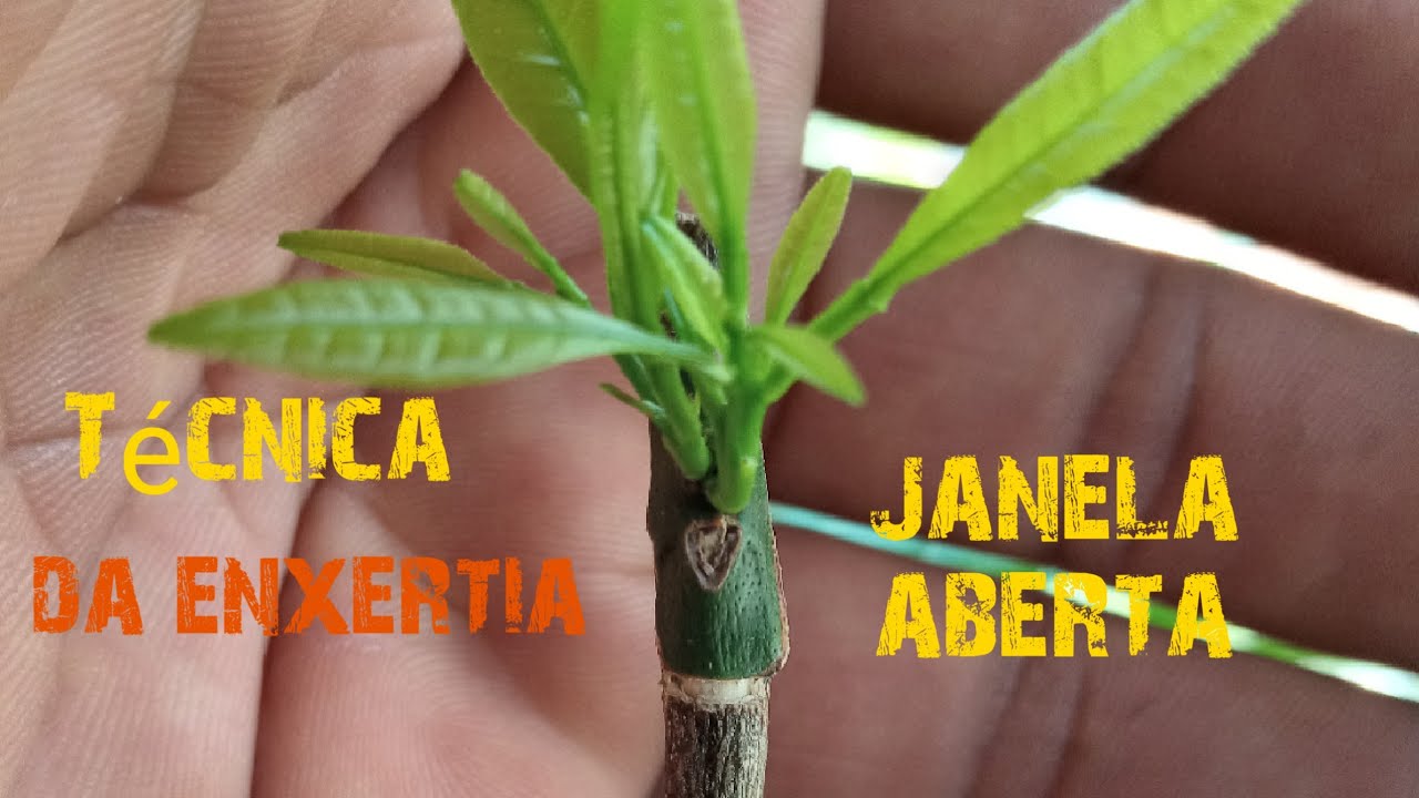 como fazer ENXERTO em CITRUS | ENXERTO janela aberta  TÉCNICA da ENXERTIA - 