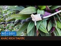 Wow, bạn có biết bí mật của nút này. NỐI 2 DÂY KHÁC CỠ.