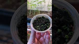 Let’s grow more cactus seeds! #plants #cactus #cacti #seedlings #gardening #plantcare #planttips