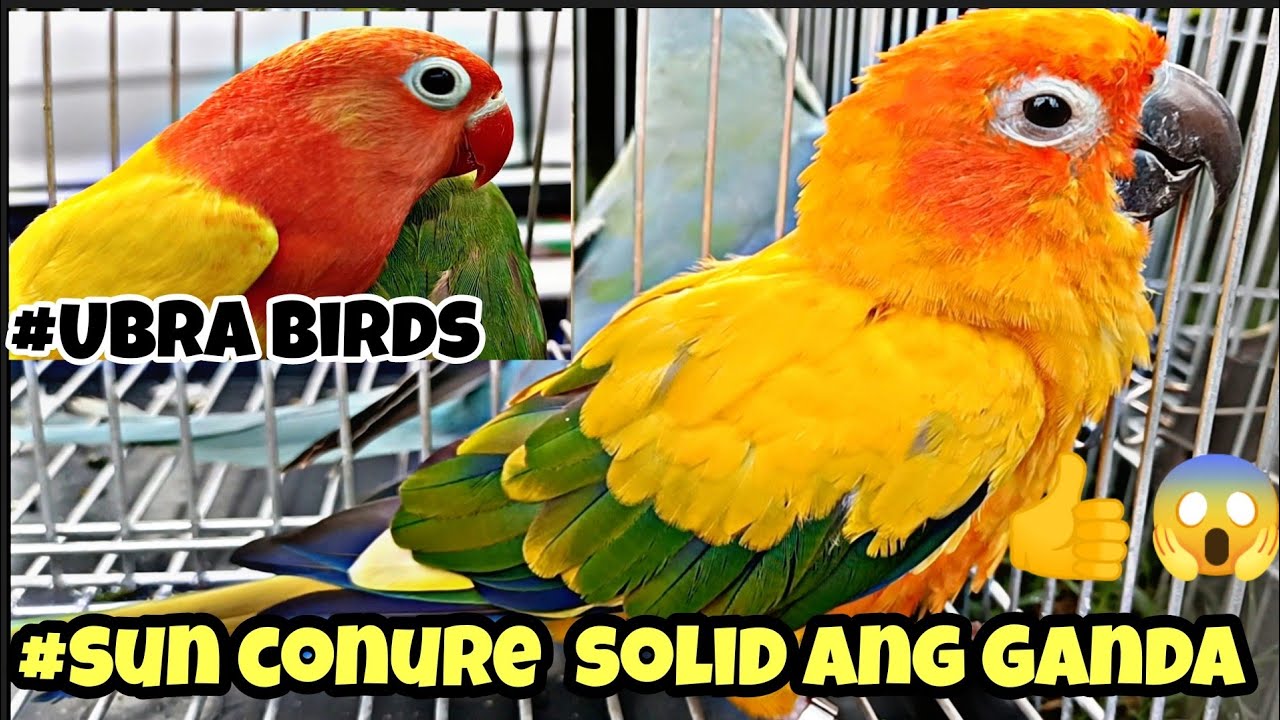 murang bilihan Ng African love birds sa bocauesun conure sobrang Ganda