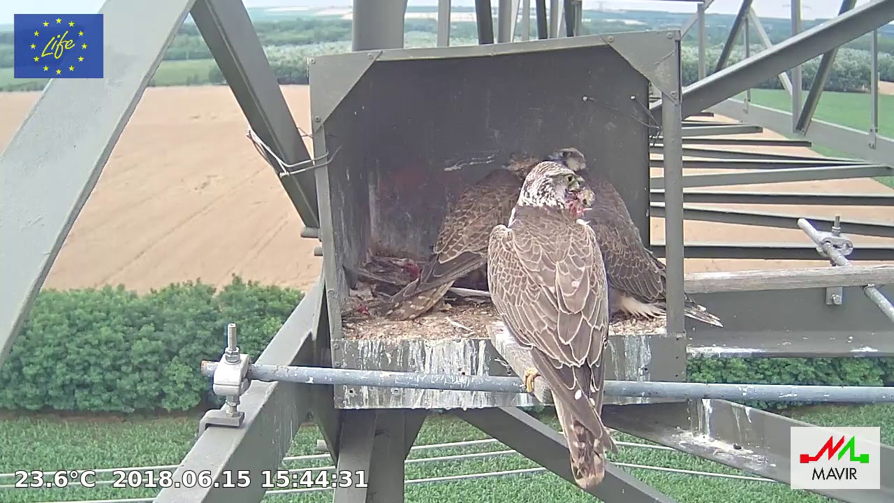 Saker Falcon Hungary 2018 06 15 Feeding 15h39 
