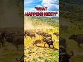 “One Predator vs A Thousand… The Stampede Turns Deadly #wildlife #animal #animal