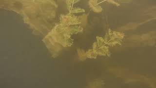 Eurasian Water Milfoil in New Brunswick Canada