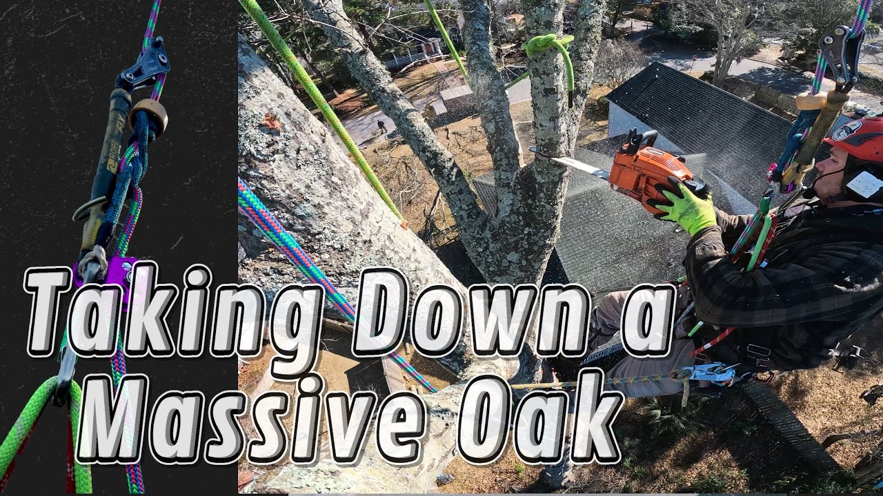 Taking Down A Massive Oak With Lots Of Rigging - YouTube