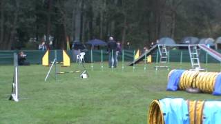 Lara Flavia Solva Agility 2012