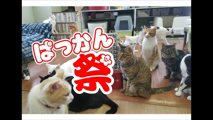 猫が喜ぶ 信州猫日和３分クッキング 魔法のす ぷ Youtube