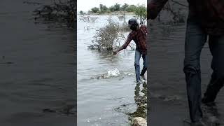 #shorts Krishna river fishing