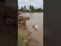 Tiger vs Crocodile — The River Belongs to NO ONE 😱 #shorts