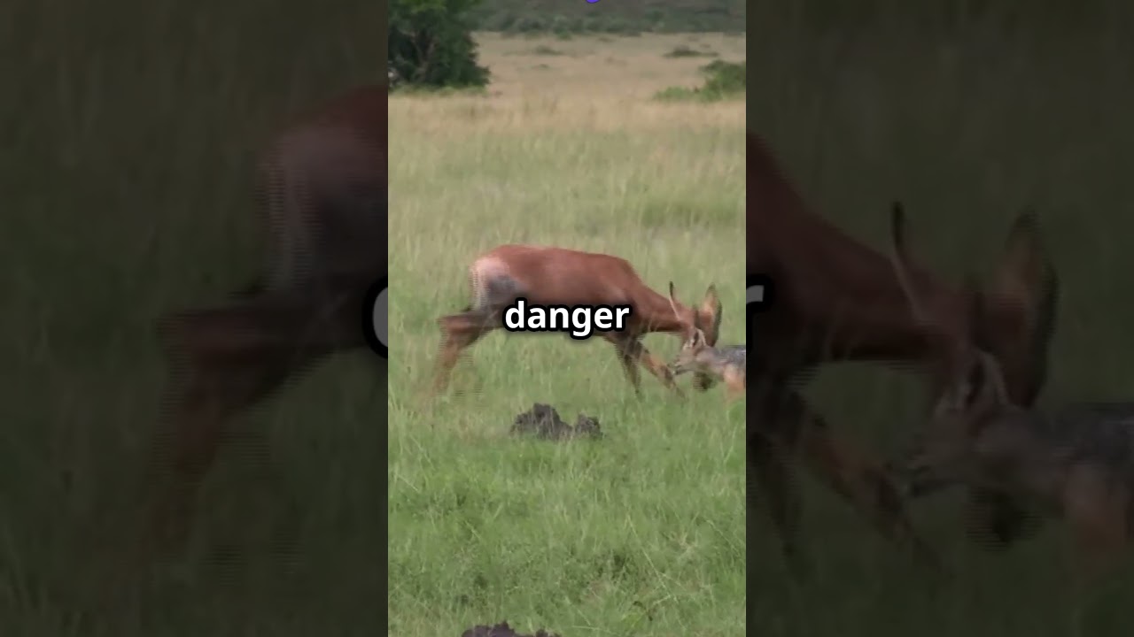 The African Antelope's Speed and Survival You Need To Know! 