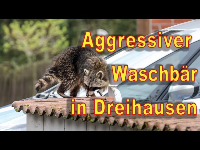 Was der Waschbär in Franken anrichtet