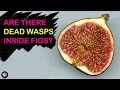 Are there dead wasps in figs  gross science