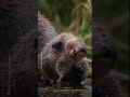 Beavers aren't just cute! Learn more at the link in the description. 🦫 #NationalGeographic